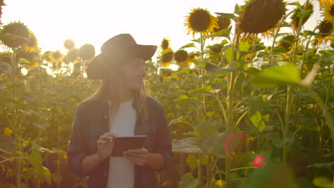 A-woman-in-a-straw-hat-and-plaid-shirt-is-walking-on-a-field-with-a-lot-of-big-sunflowers-in-summer-day-and-writes-its-properties-to-her-tablet-for-scientific-article.